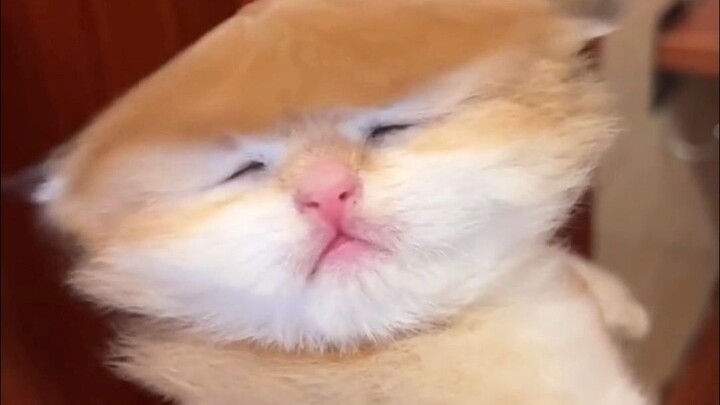 แมวน่ารักมาก…ของอะไรนี่!
