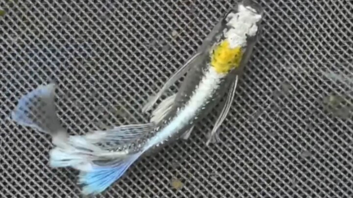 มีปลาชนิดใหม่ถูกพบในแม่น้ำไนล์ที่มณฑลกวางตุ้งอีกแล้ว สวยมากเลย!