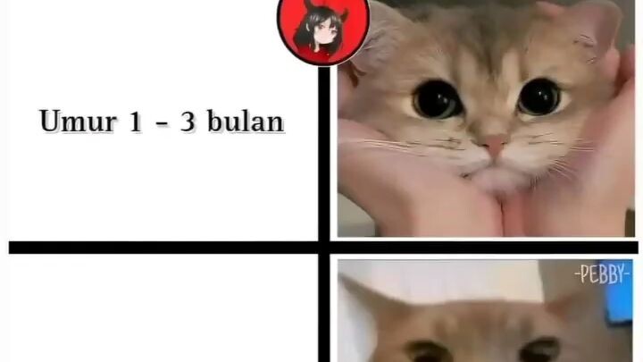 ketika kucing 3 tahun #kucinglucu #kucingimut