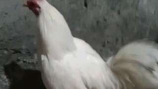 my favorite bantam white