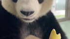 You are eating a big bamboo shoot, why did you eat it? If I were not here, you would not be able to 