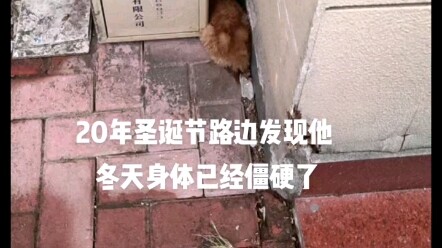 一年多前捡到的小橘猫