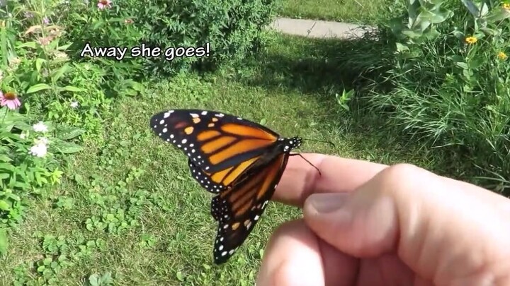 Documenting the entire journey of a Black-veined White butterfly: from egg to caterpillar to stunnin