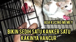 Kondisi Kucing Calico Yang Kena Kanker Wajah Setelah 1 Bulan Di Rawat Akhirnya Ada Jalan Keluar..!