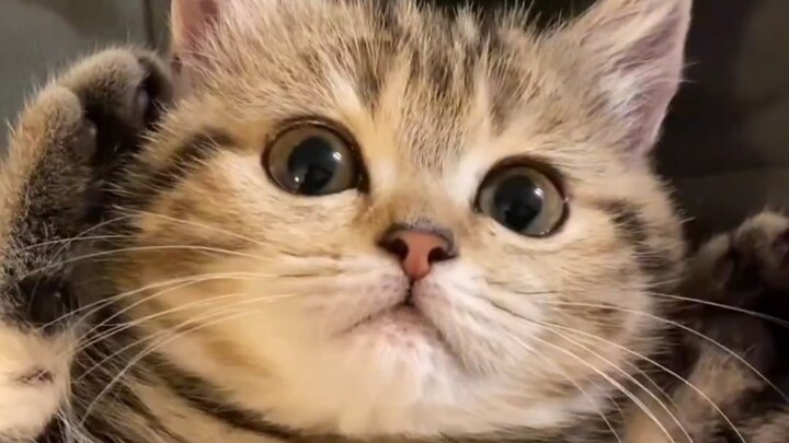 Agak imut, agak suka