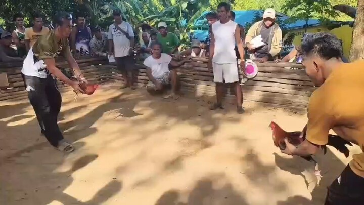 lemon x boston-- win at Dumaran