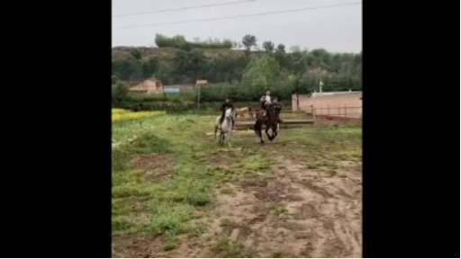Cưỡi ngựa xem hoa cười ha ha