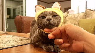 รวมคลิปทิกิใส่หมวก​ 😊 Cat wearing a hat