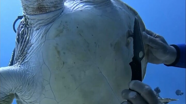 هل ستشعر السلحفاة البحرية بالألم عندما يزيل البشر البلح البحر عنها؟