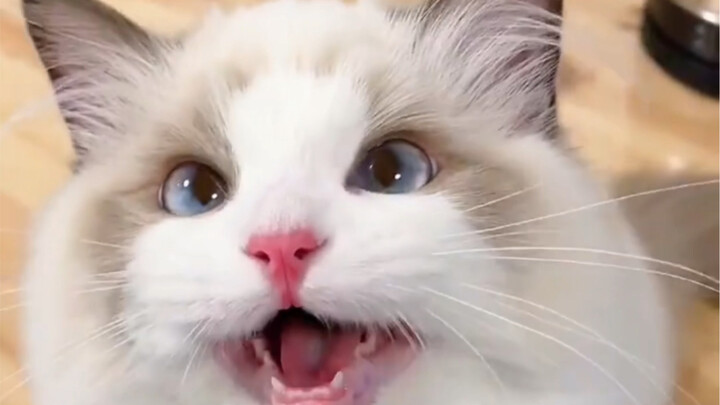 Anak-anak dari persilangan kucing Ragdoll selalu sulit ditebak!