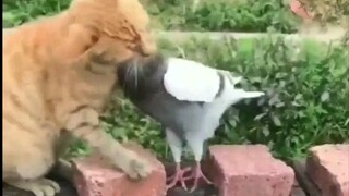 Cat: Ồ, cô tiếp viên này dữ dằn quá...