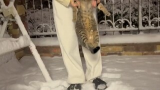 قطة برية صغيرة التقطتها بفضل قدرتي