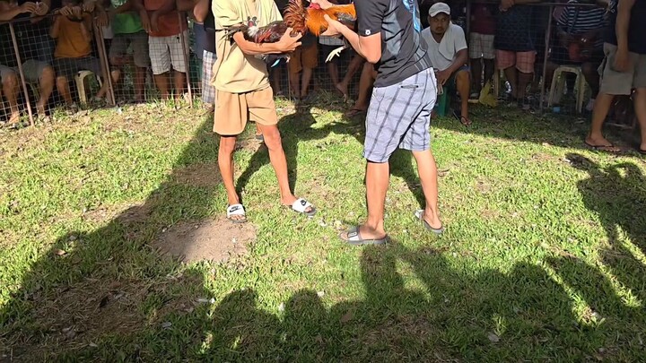 tabok warriors GM