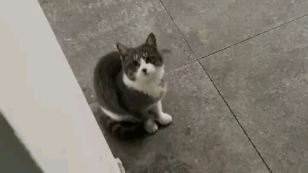 Chơi trốn tìm với mèo Kitty