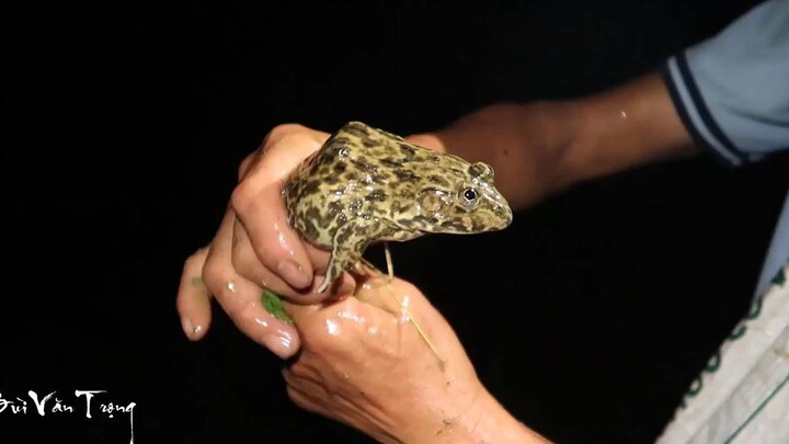 Đi Soi Ếch Đêm Đầu Mùa (bat ech) - Nhịp Sống Miền Núi