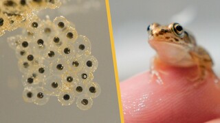 Difilmkan terus menerus selama empat bulan, merekam seluruh proses dari telur hingga katak