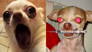 Funny Animals 😂 - Try Not To Laugh 😺😍 #38