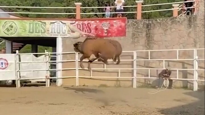 Cow: I'm Taking off to the Sky!