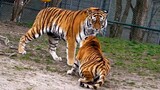 [Animals] Interactions Between Tiger And Tigress In Zoo