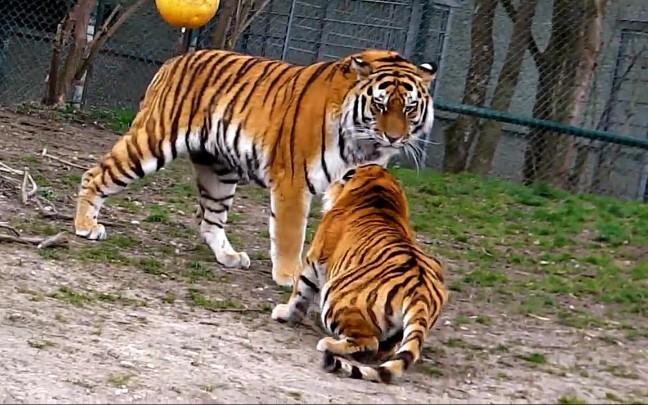 [Animals] Interactions Between Tiger And Tigress In Zoo