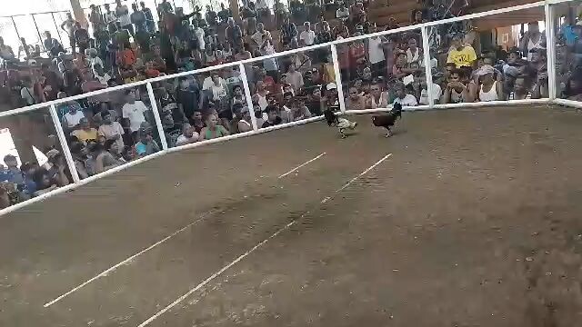 sunday hock/cock fight basta asya na 😂 basta magdaog la 🐔🐓
