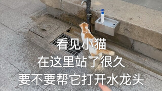 Encountering a kitten drinking water