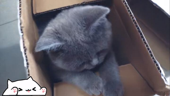 【Ying Duan Lan Mao】 Lucunya Kucing Biru yang Dibeli Teman kamarku 1500