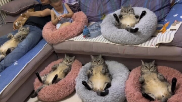 Đời mèo mà không lười biếng, niềm vui giảm đi một nửa!