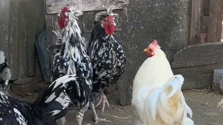 Beberapa ikun memang sudah terlahir sebagai pemeran utama