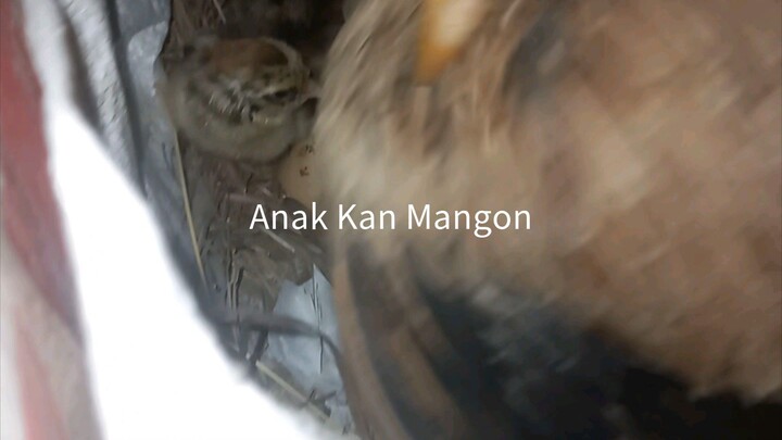 Anak kan mangon