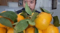 ASMR Organic Juicy Mandarin With Leaves- Sensitive Sounds Of Peeling + Eating