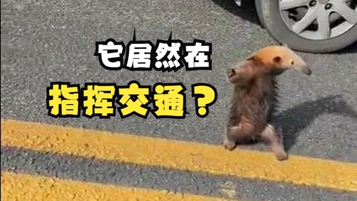 一只正在指挥交通的小食蚁兽！
