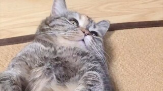 Why is it so hard to lick some fur...