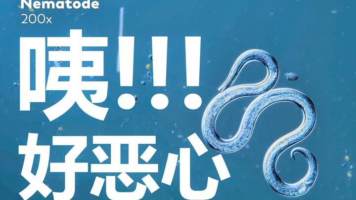 What does it look like when hundreds of cells move in unison—magnified 1,000x?