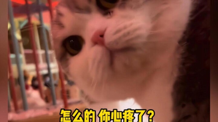 Cat: “What’s wrong? Are you feeling sorry for me?”