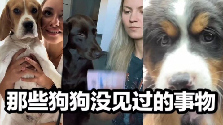 Memperkenalkan kepada anjing-anjing di rumah benda-benda yang mungkin belum pernah mereka lihat.