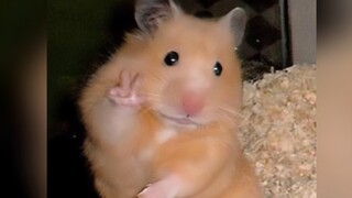 Human Hamster Behavior Awards