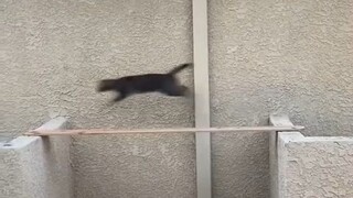 I originally wanted to build a bridge for the little cat, but unexpectedly, the clown was me.