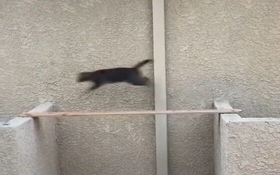 I originally wanted to build a bridge for the little cat, but unexpectedly, the clown was me.