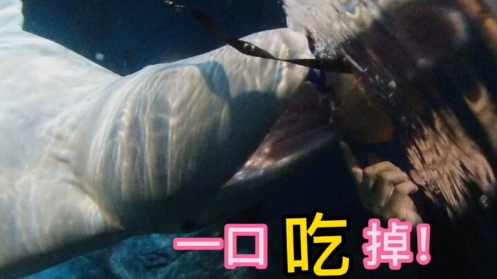 Seekor paus putih dengan iseng menendang si pemberi makan ke dalam air! Hahaha!