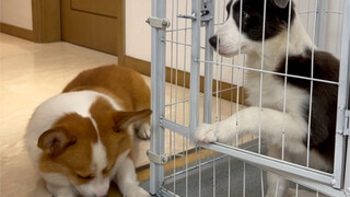 Two dogs have 800 minds in total