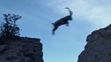 [Kompilasi video Caprinae] Aku bisa terbang! 