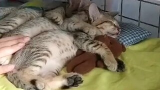 Waktu Tidur Siang Kucing di Taman Kanak-kanak