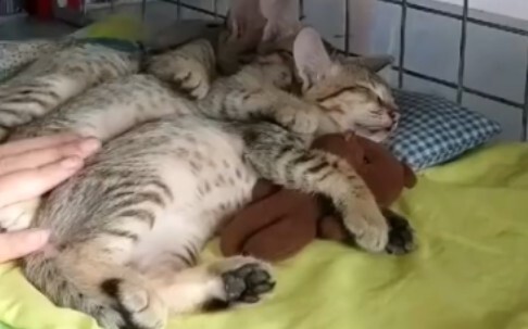 Cat Kindergarten Nap Time