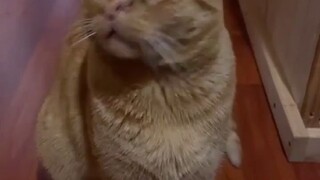 这只猫咪因为染色体异常，所以长得和其它猫不太一样...