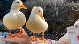 [Animals]Happy journey of duck-walking