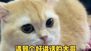 Met a really easygoing older brother! #CatLovers #CutePets #Cats #BritishShorthair #MeowSchool