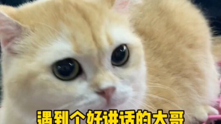 لقيت أخ كبير وديع وسهل الحديث معه #قطط_مليحة #حيوانات_أليفة_لطيفة #قطط #قطط_بريطانية_قصيرة_الشعر #تع