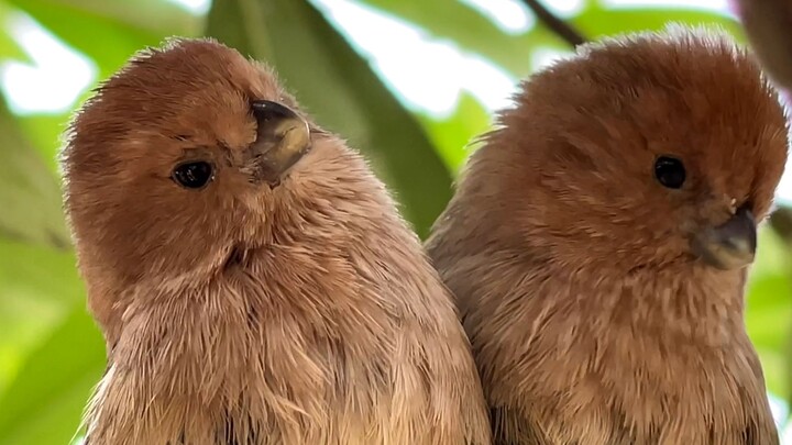 Two little birds are inseparable and often drop by their owner’s house.