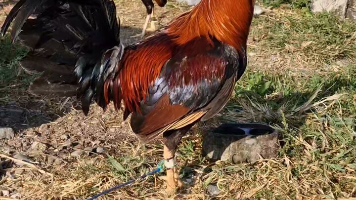 1x winner early Bird 👌🐓